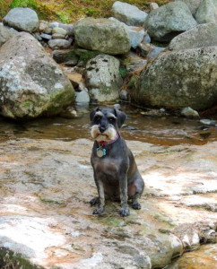 Dexter on a hiking trip. Photo by Jane Fowler.