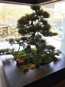 No, I don't expect every hotel to have a rotating collection of Bonsai Trees. From Ritz Carlton, Kyoto
