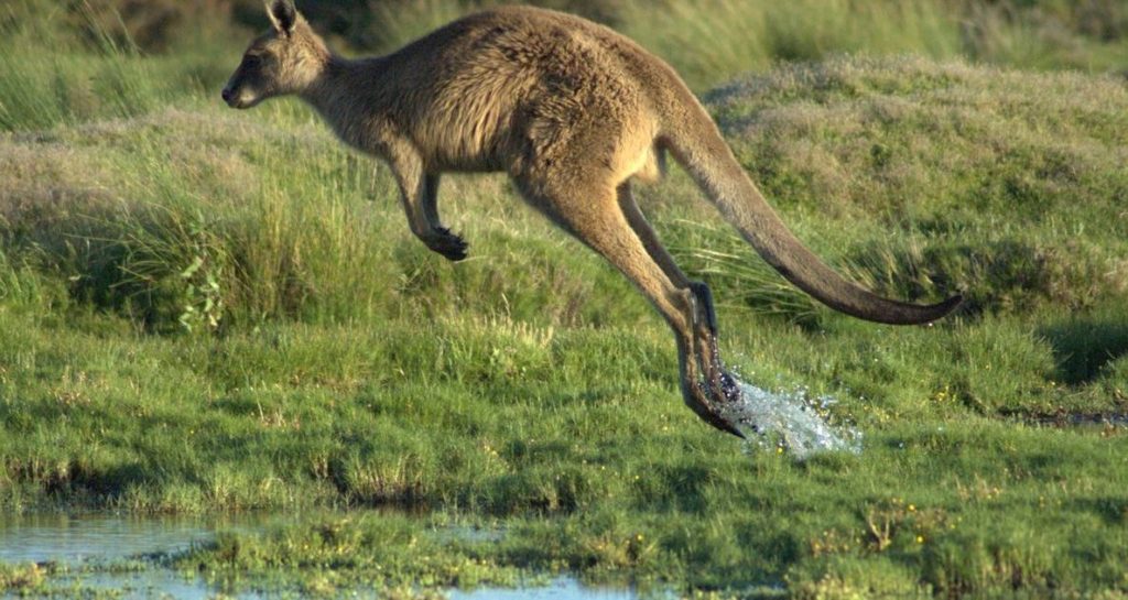 Flying Kangaroo — Rezepte Suchen